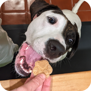 PBYogurtFrozenTreats Icon